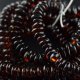 Amber dark cherry beads bracelet